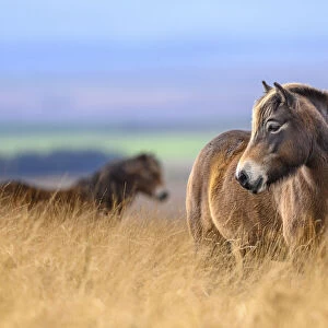 Two Exmoor ponies (Equus ferus caballus), semi-feral native breed, in high grasses, Exmoor National Park, Somerset / Devon, England. November