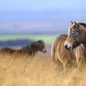 Two Exmoor ponies (Equus ferus caballus), semi-feral native breed, in high grasses, Exmoor National Park, Somerset / Devon, England. November Two Exmoor ponies (Equus ferus caballus), semi-feral native breed, in high grasses, Exmoor National Park, Somerset / Devon, England. November