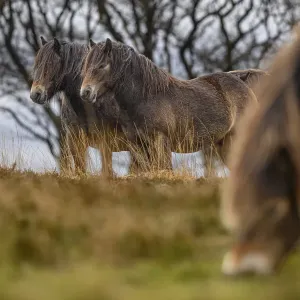 Three Exmoor ponies (Equus ferus caballus), semi-feral native breed, in Exmoor National Park, Somerset / Devon, England. November Three Exmoor ponies (Equus ferus caballus), semi-feral native breed, in Exmoor National Park, Somerset / Devon, England. November