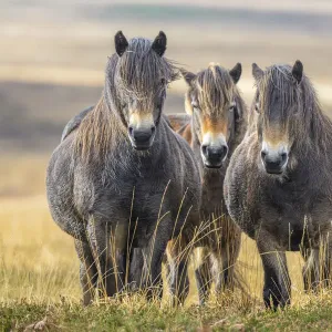 Three Exmoor ponies (Equus ferus caballus), semi-feral native breed, in Exmoor National Park, Somerset / Devon, England. November Three Exmoor ponies (Equus ferus caballus), semi-feral native breed, in Exmoor National Park, Somerset / Devon, England. November
