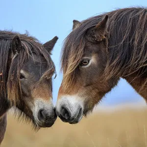 Two Exmoor ponies (Equus ferus caballus), semi-feral native breed, rubbing noses, Exmoor National Park, Somerset / Devon, England. November Two Exmoor ponies (Equus ferus caballus), semi-feral native breed, rubbing noses, Exmoor National Park, Somerset / Devon, England. November