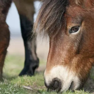 Exmoor Pony (Equus caballus) grazing, the ponies are used to manage grassland Exmoor Pony (Equus caballus) grazing, the ponies are used to manage grassland