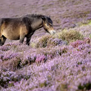 Exmoor pony {Equus caballus} grazing amongst flowering heather {Ericaceae}, near Porlock Hill