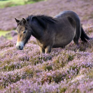 Exmoor pony {Equus caballus} walking amongst flowering heather {Ericaceae}, near Porlock Hill