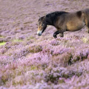 Exmoor pony {Equus caballus} walking amongst flowering heather {Ericaceae}, near Porlock Hill Exmoor pony {Equus caballus} walking amongst flowering heather {Ericaceae}, near Porlock Hill