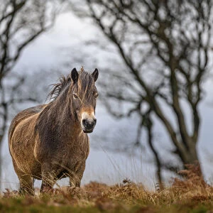 Exmoor pony (Equus ferus caballus), semi-feral native breed, in high grasses, Exmoor National Park, Somerset / Devon, England. November