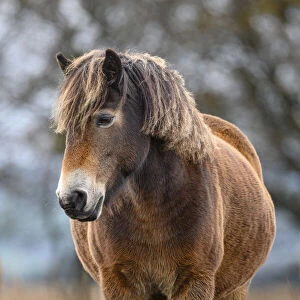 Exmoor pony (Equus ferus caballus), semi-feral native breed, in Exmoor National Park, Somerset / Devon, England. November
