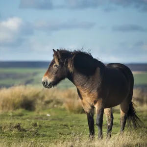 Exmoor pony on Winsford Hill, Exmoor National Park, Somerset, England, UK. November 2013