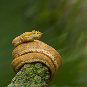 west african bush vipers atheris chlorechis are small to medium-sized  semi-arboreal vemomous reptiles