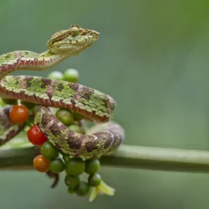 Eyelash palm pitviper (Bothriechis schlegelii) curled round berries on twig, Canande Eyelash palm pitviper (Bothriechis schlegelii) curled round berries on twig, Canande