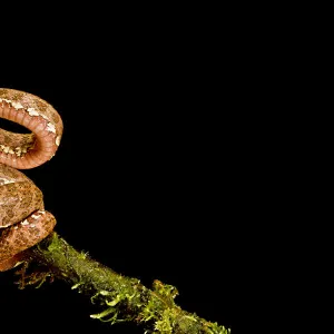 Eyelash viper (Bothriechis schlegelii) with tongue extended on branch, Canande, Esmeraldas