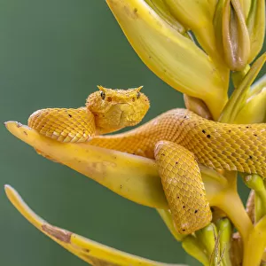Eyelash viper (Bothriechis schlegelii) waiting on Heliconia flower (Heliconia lankasteri)