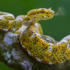 Eyelash viper print with extended tongue Eyelash viper print with extended tongue