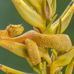 Eyelash viper (Bothriechis schlegelii) waiting on Heliconia flower (Heliconia lankasteri)