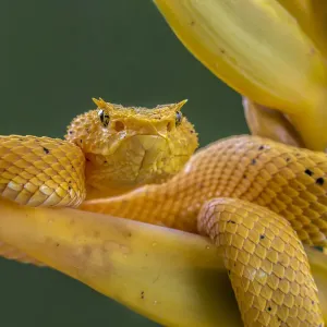 Vipera delle ciglia (Bothriechis schlegelii) in attesa di un fiore di Heliconia (Heliconia lankasteri).