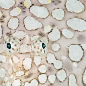 Ojos de peces de suela con margen (Brachirus heterolapis) en su cuerpo camuflado. Isla Saonek, Raja Ampat, Papúa Occidental, Indonesia. Océano Pacífico tropical occidental. Estrecho Dampier Ojos de peces de suela con margen (Brachirus heterolapis) en su cuerpo camuflado. Isla Saonek, Raja Ampat, Papúa Occidental, Indonesia. Océano Pacífico tropical occidental. Estrecho Dampier