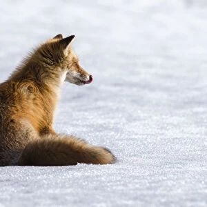 Ezo red fox (Vulpes vulpes schrencki) sitting on snow, licking lips after eating Vole