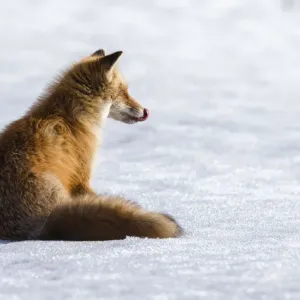 Ezo Red Fox Print: Snowy Scene with Vole Remains Ezo Red Fox Print: Snowy Scene with Vole Remains