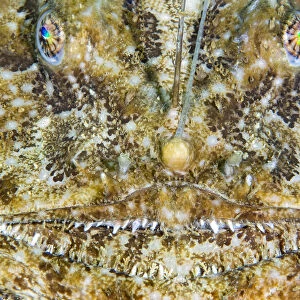 Face of an Anglerfish (Lophius piscatorius), Chesil Beach, Dorset, UK, English Channel