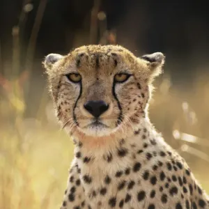 Cheetah Face Print Cheetah Face Print