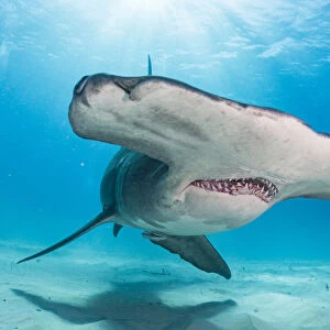 Face portrait of a Great hammerhead shark (Sphyrna mokarran) off Bimini, Bahamas