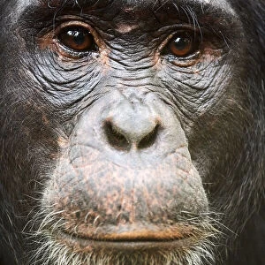 Face portrait of male Eastern chimpanzee (Pan troglodytes schweinfurthii), Kibale National Park, Uganda