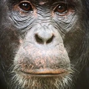 Retrato de perfil de macho chimpancé oriental (Pan troglodytes schweinfurthii), Parque Nacional Kibale, Uganda.