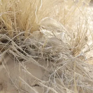 Face of a Sand Cat Print - Camouflaged in Desert Grass
