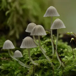 Fairy Inkcap Fungus Print, a Focus Stacked Image Fairy Inkcap Fungus Print, a Focus Stacked Image