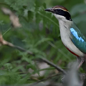 Fairy pitta (Pitta nympha) in the forest in Guangshui, Hubei province, China. July