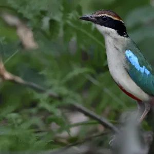 Fairy pitta (Pitta nympha) in the forest in Guangshui, Hubei province, China. July