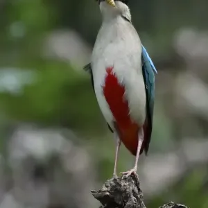 Fairy pitta print, a bird with a maggot in its beak Fairy pitta print, a bird with a maggot in its beak