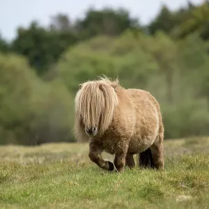 Falabella miniature horse print, County Kerry, Republic of Ireland Falabella miniature horse print, County Kerry, Republic of Ireland