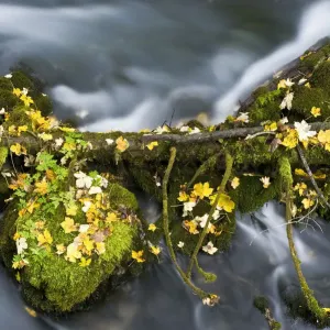 Fallen branch and moss covered rocks, Black River Crna Rijeka springs, Plitvice Lakes NP Croatia Fallen branch and moss covered rocks, Black River Crna Rijeka springs, Plitvice Lakes NP Croatia