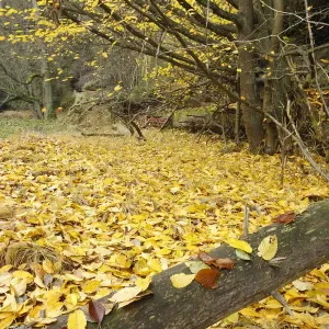 Fallen leaves in wood, Brtnicky, Ceske Svycarsko / Bohemian Switzerland National Park Fallen leaves in wood, Brtnicky, Ceske Svycarsko / Bohemian Switzerland National Park