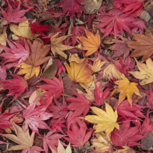 Fallen Maple leaves (Acer sp. ) in autumn