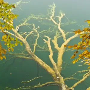 Fallen tree submerged in Gradinsko Lake and European beech (Fagus sylvatica) leaves Fallen tree submerged in Gradinsko Lake and European beech (Fagus sylvatica) leaves
