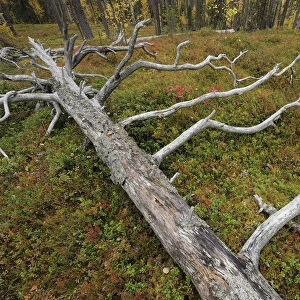 Fallen tree trunk in old growth, taiga forest in Oulanka National Park, Finland, September 2008
