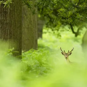 Fallow deer (Dama dama) amongst bracken in oak woodland, Cheshire, UK, August, Highly Commended