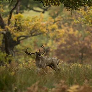 Fallow deer (Dama dama) buck bellowing in autumn vegetation, Bradgate Park, Leicestershire