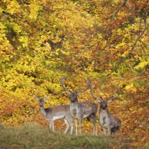 Three Fallow deer (Dama dama) two bucks and a doe, in front of Beech trees in ful autumn colour