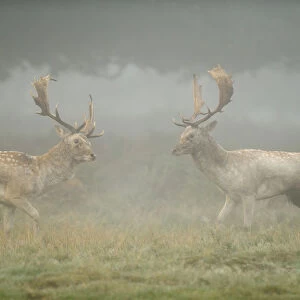 Two Fallow deer (Dama dama) bucks during fight, rutting season, Richmond Park, London