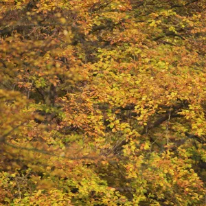 Fallow deer (Dama dama) female and juvenile, in front of Beech trees in full autumn colour