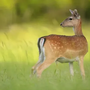 Fallow deer (Dama dama) male, Studen Kladenets reserve, Eastern Rhodope Mountains Fallow deer (Dama dama) male, Studen Kladenets reserve, Eastern Rhodope Mountains