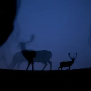 Fallow deer (Dama dama) at night, Gyulaj, Hungary Third place in the Nature Portfolio Fallow deer (Dama dama) at night, Gyulaj, Hungary Third place in the Nature Portfolio