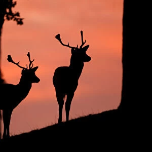 Fallow deer (Dama dama) silhouette of two bucks at dusk against pink sky, Bradgate Park