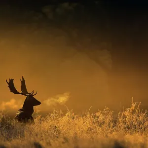Fallow deer (Dama dama) in woodland clearing at dawn, Cheshire, UK November Fallow deer (Dama dama) in woodland clearing at dawn, Cheshire, UK November