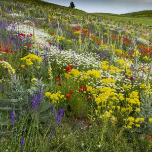 Fallow field in flower containing Poppy (Papaver rhoeas), Woad (Isatis tinctoria), Corn chamomile (Anthemis arvensis) Olympian mullein (Verbascum longifolium) and Purple toadflax (Linaria purpurea), Abruzzo, Italy. June