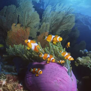 False clown anemonefish {Amphiprion ocellaris} in anemone. Andaman sea. Digital