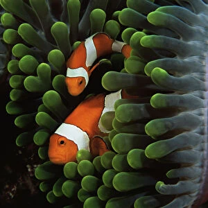 Two false clown anemonefish (Amphiprion ocellaris) amongst tentacles of sea anemone
